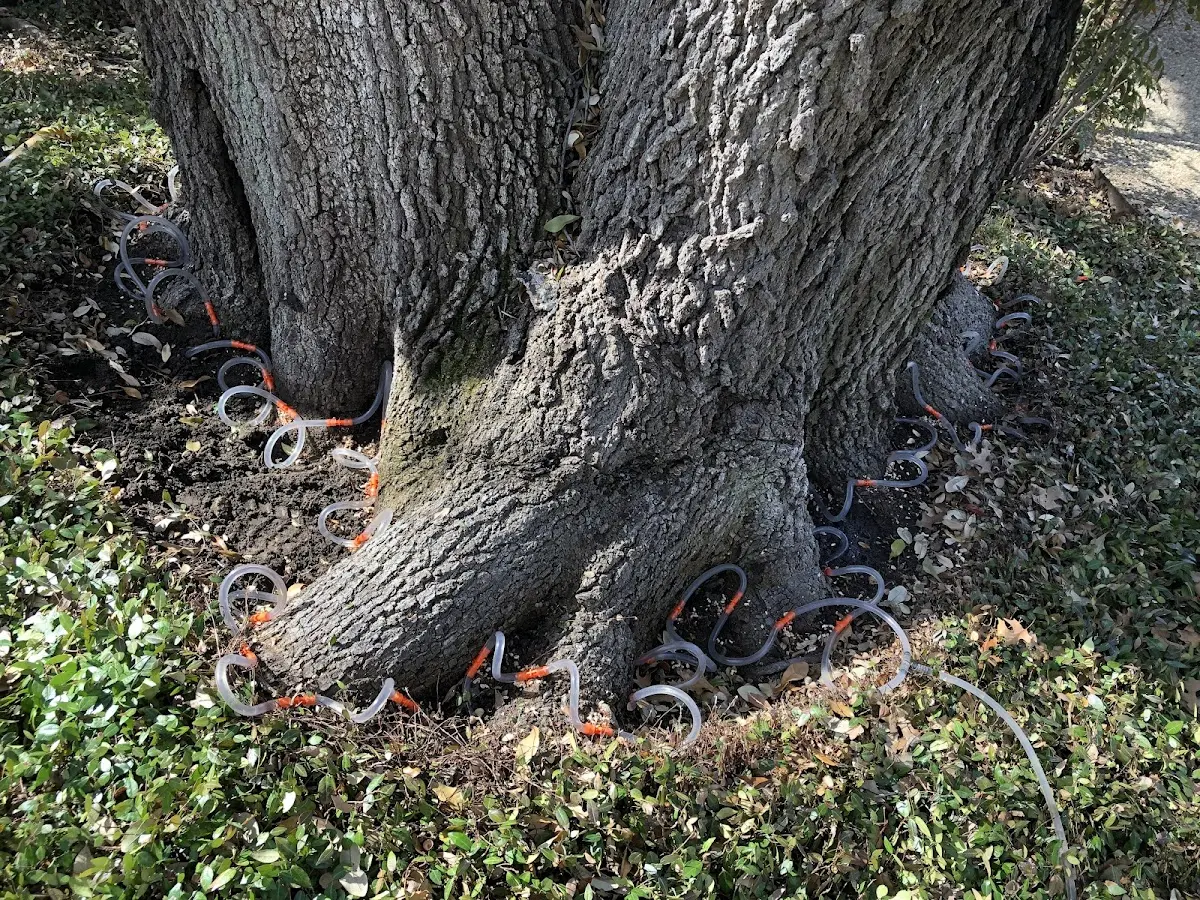 Detailed Tree Cabling and Bracing job site in Hartsel
