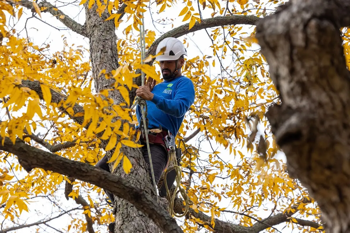 Skilled Tree Transplanting crew working in Hartsel